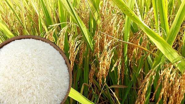 Giá lúa gạo hôm nay 18/3: Thị trường lúa gạo nhộn nhịp, giao dịch nhiều