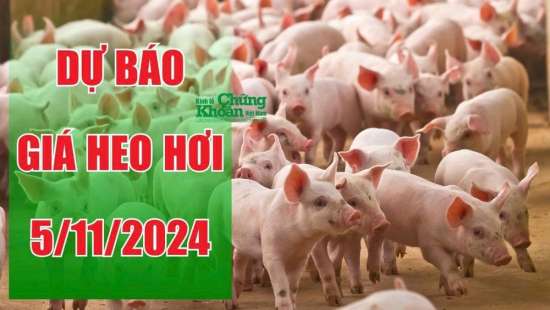 Dự báo giá heo hơi ngày 5/11/2024: Sẽ còn tiếp tục tăng cao