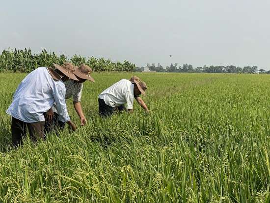 Ảnh bài viết