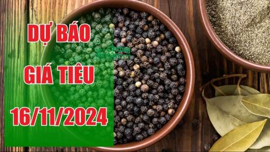 Dự báo giá tiêu ngày 16/11: Đà giảm tiếp diễn do áp lực nguồn cung và cầu yếu