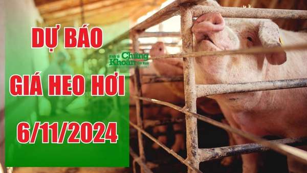 Dự báo giá heo hơi ngày 6/11: Có thể sẽ tăng nhẹ một vài địa phương