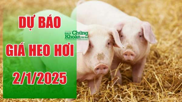 Dự báo giá heo hơi ngày 2/1/2025: Liệu giá sẽ còn neo cao?