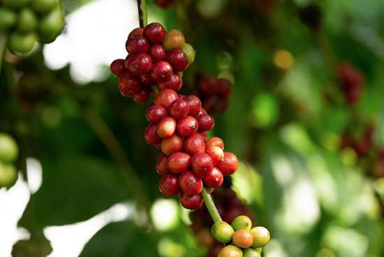 Giá cà phê hôm nay, ngày 24/9/2023: Giá cà phê trong nước cao nhất 66.800 đồng/kg