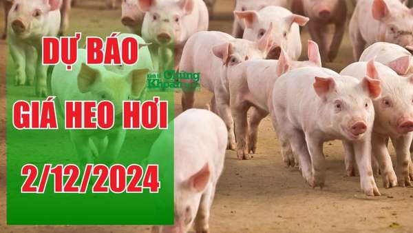 Dự báo giá heo hơi ngày 2/12/2024: Đà tăng hay áp lực giảm?