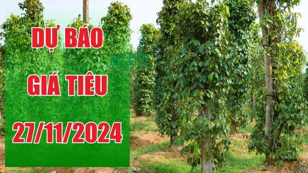 Dự báo giá tiêu ngày 27/11: Vượt ngưỡng quan trọng, cơ hội vàng để tối ưu lợi nhuận?