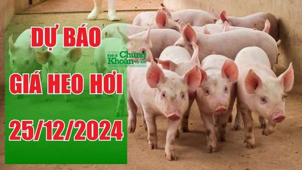 Dự báo giá heo hơi ngày 25/12/2024: Sẽ còn tăng cao?