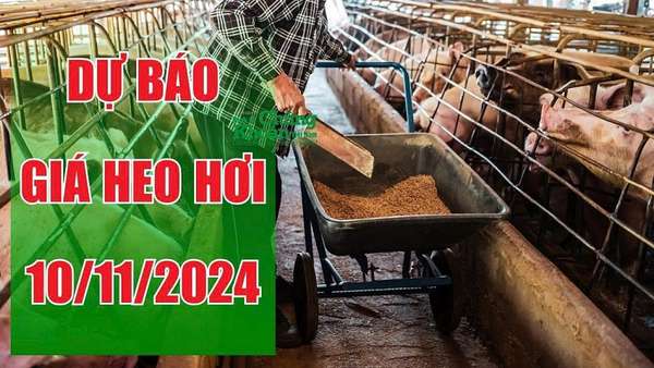 Dự báo giá heo hơi ngày 10/11: Bật tăng ở một số khu vực, heo hơi miền Bắc bất ngờ yên ắng