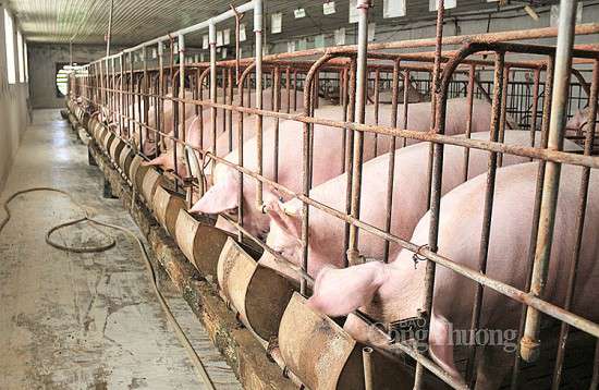 Giá heo hơi hôm nay ngày 9/8/2023: Tăng cao nhất 2.000 đồng/kg