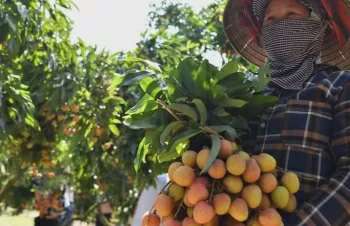 Lô vải thiều đầu vụ xuất Nhật, thị trường rộng cửa đầu ra