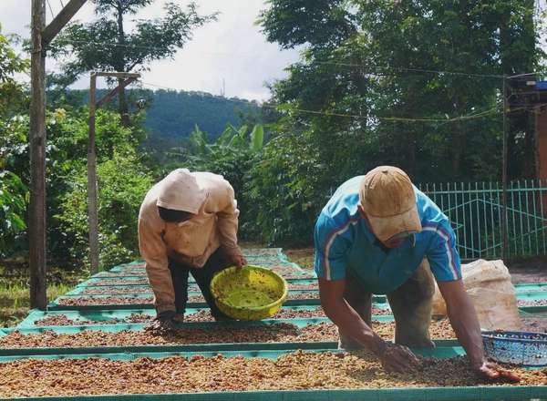 Giá cà phê hôm nay 27/12/2024: Giá cà phê trong nước tăng đều