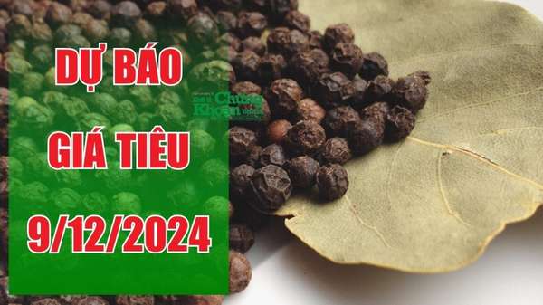 Dự báo giá tiêu ngày 9/12/2024: Đà tăng có tiếp tục bùng nổ?