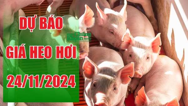 Dự báo giá heo hơi ngày 24/11: Ổn định trên toàn quốc?