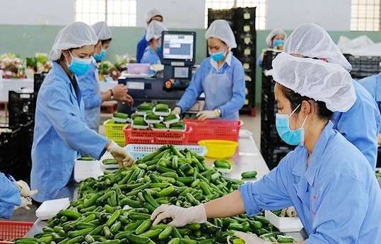 Anh gia nhập CPTPP: 'Luồng gió mới' thúc đẩy thương mại Việt Nam - Vương quốc Anh