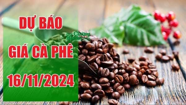 Dự báo giá cà phê ngày 16/11: Xu hướng tăng mạnh nhờ hỗ trợ từ thời tiết bất lợi