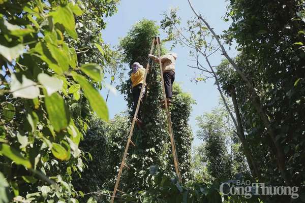 Giá tiêu hôm nay 21/12/2024: Giá tiêu trong nước hôm nay tiếp đà giảm