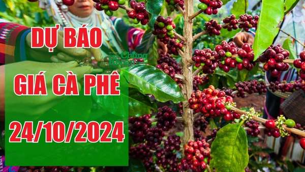 Dự báo giá cà phê ngày 24/10/2024: Tiếp đà đi xuống