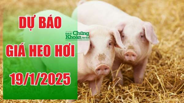 Dự báo giá heo hơi ngày 19/1/2025: Xu hướng giảm tiếp diễn?