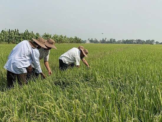 Ảnh bài viết