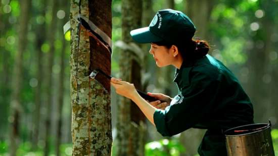 Giá cao su hôm nay 27/11: Tăng mạnh, chạm đỉnh cao nhất hai tuần