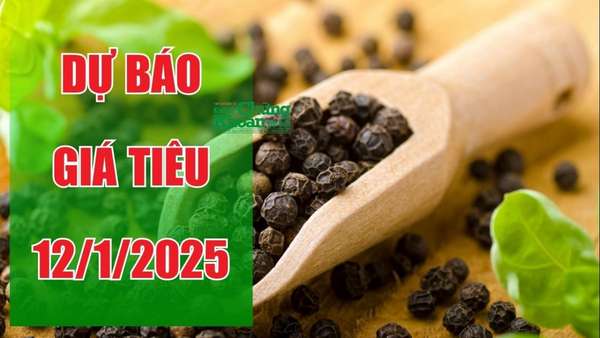 Dự báo giá tiêu ngày 12/1/2025: Liệu giá có khởi sắc trở lại?