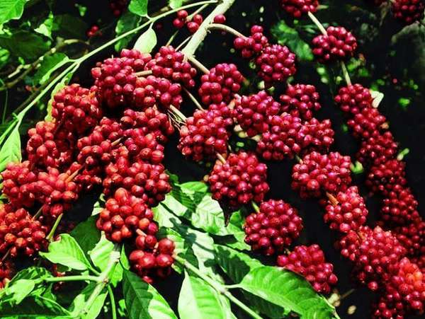 Giá cà phê hôm nay 9/1: Tăng nhẹ, robusta duy trì trên mốc 5.000 USD/tấn