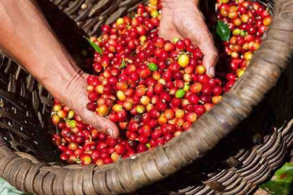 Giá cà phê Robusta vẫn tiếp tục tăng, thị trường trong nước hướng tới 130.000 đồng/kg