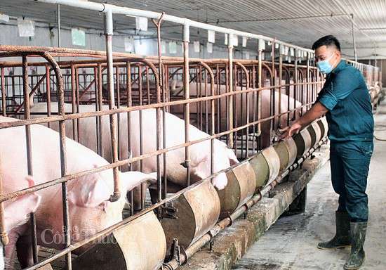 Giá heo hơi hôm nay ngày 25/8/2023: Giảm cao nhất 2.000 đồng/kg