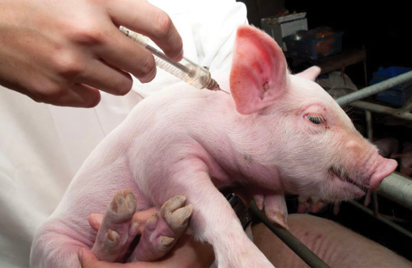 Đại gia nuôi lợn Dabaco (DBC) 