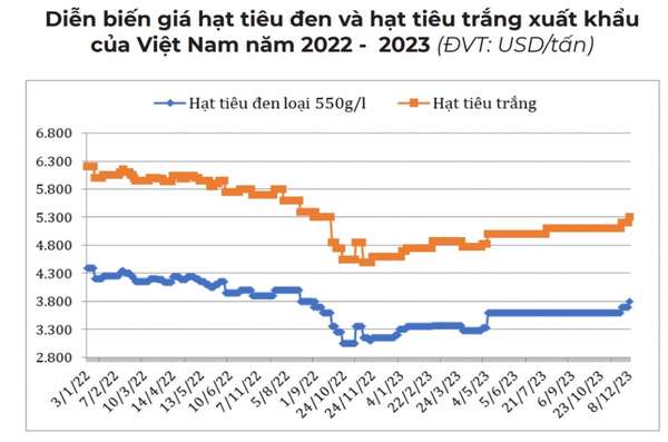 Lý do giá tiêu trong nước đang tăng ngược thị trường thế giới?