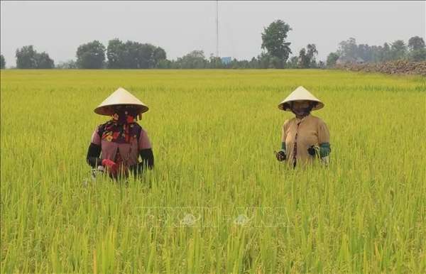 Ảnh bài viết