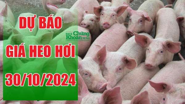 Dự báo giá heo hơi ngày 30/10: Chững lại