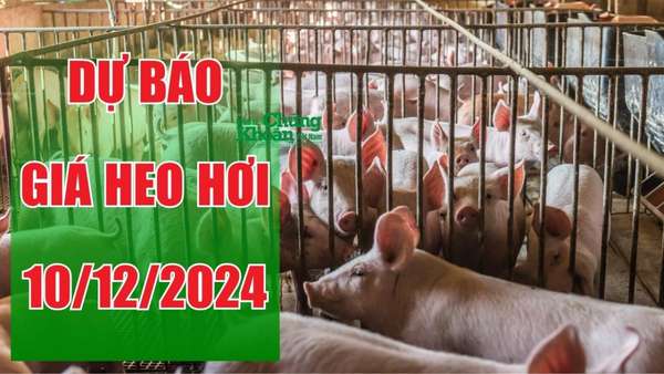 Dự báo giá heo hơi ngày 10/12/2024: Giá tiếp tục leo thang?