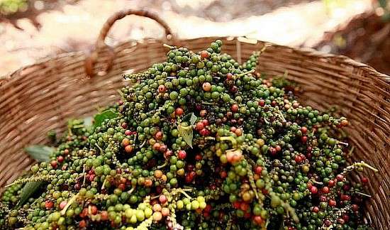 Giá tiêu hôm nay ngày 17/7/2023: Nguồn cung giảm, giá tiêu sẽ đi lên