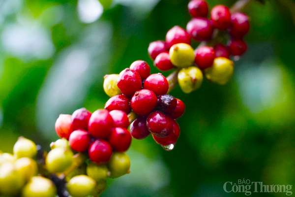 Giá cà phê hôm nay, ngày 11/6: Giá cà phê trong nước áp sát mốc 65.000 đồng/kg