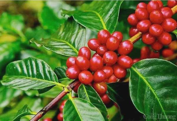 Thị trường hàng hóa hôm nay 17/12: Giá cà phê Arabica tăng 2,47%