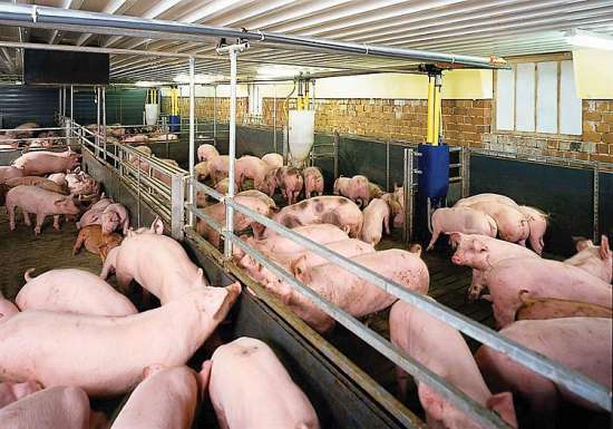 Giá heo hơi hôm nay 29/11: Ghi nhận mức giảm sâu nhất 5.000 đồng/kg