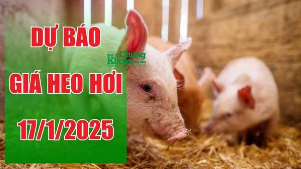 Dự báo giá heo hơi ngày 17/1/2025: Miền Bắc "tuột" mốc đỉnh cao?