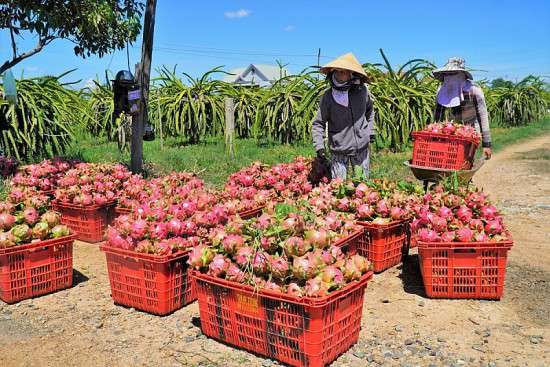 'Bắt bệnh' nguyên nhân nông sản Việt vẫn đối diện với bài toán không ổn định