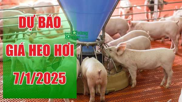 Dự báo giá heo hơi ngày 7/1/2025: Duy trì đà tăng?