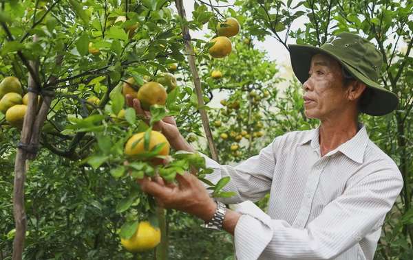 Đồng Tháp: Phát triển du lịch nông nghiệp từ vùng quýt hồng Lai Vung