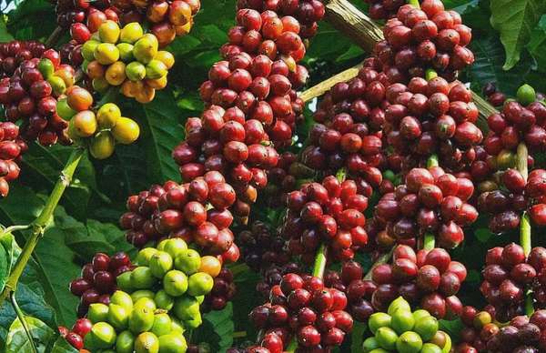 Thị trường hàng hóa 20/1: Cà phê Robusta đạt mốc 5.000 USD/tấn