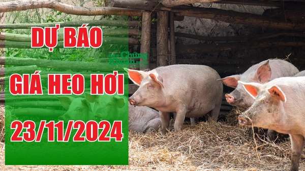 Dự báo giá heo hơi 23/11: Liệu đà tăng tại miền Nam có tiếp diễn?