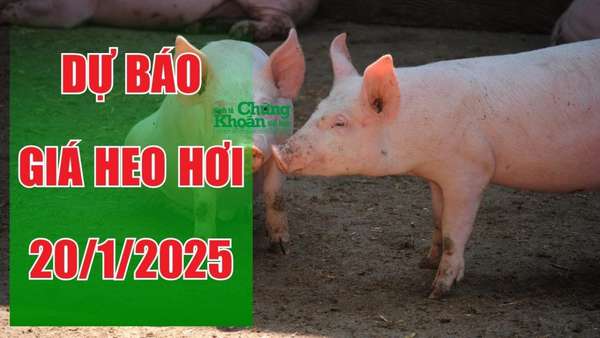 Dự báo giá heo hơi ngày 20/1/2025: Xu hướng giá cả nước không đồng nhất