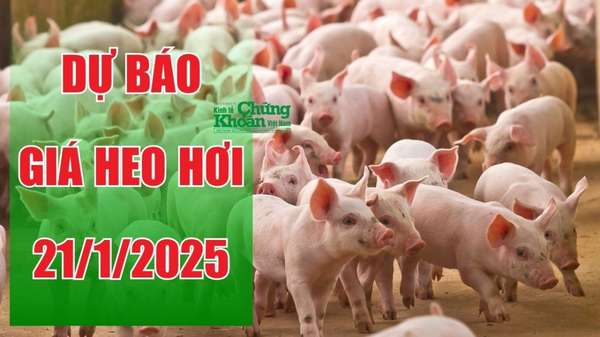 Dự báo giá heo hơi ngày 21/1/2025: Thị trường giữ giá ổn định, kỳ vọng tăng nhẹ cận Tết