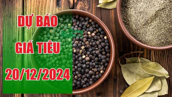 Dự báo giá tiêu ngày 20/12: Liệu có duy trì đà tăng mạnh?