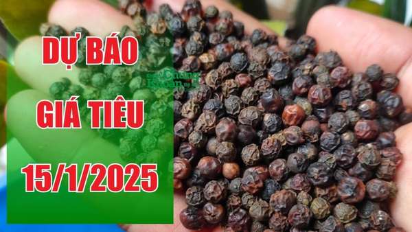 Dự báo giá tiêu ngày 15/1/2025: Thị trường duy trì giảm hay tăng nhẹ?