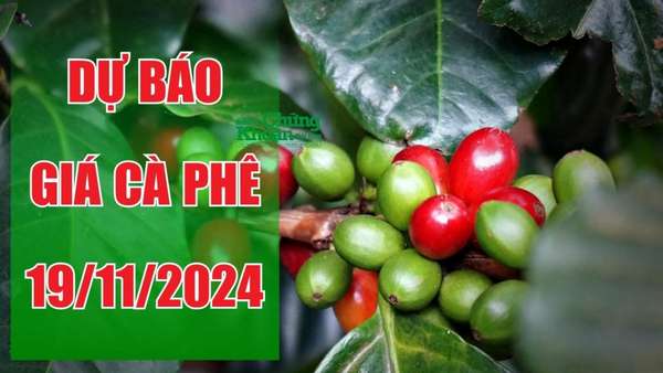 Dự báo giá cà phê ngày 19/11/2024: Sẽ tăng vượt mong đợi?