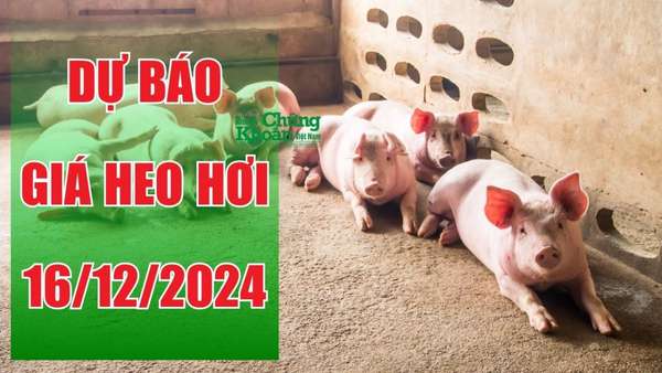 Dự báo giá heo hơi ngày 16/12/2024: Giữ vững "phong độ" ở mức 65.000 đồng/kg?