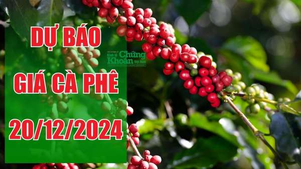 Dự báo giá cà phê ngày 20/12: Thế giới bứt phá, kỳ vọng cà phê nội địa tăng trở lại