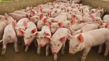 Giá heo hơi hôm nay 4/5/2025: Cao nhất còn 74.000 đồng/kg